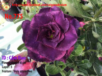Adenium obesum-Hybr.  Cam Dan 775