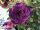 Adenium obesum-Hybr.  Cam Dan 775