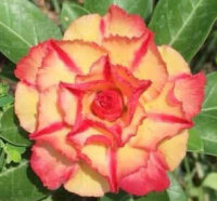 Adenium obesum-Hybr.  Cam Tu2 913