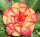 Adenium obesum-Hybr.  Cam Tu2 913