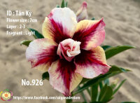 Adenium obesum-Hybr.  Tan Ky 926