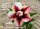 Adenium obesum-Hybr.  Tan Ky 926