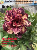 Adenium obesum-Hybr.  Mong Cam 940