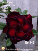 Adenium obesum-Hybr.  Legend 942