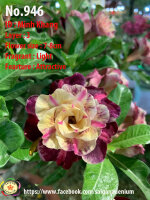 Adenium obesum-Hybr.  Minh Khang 946