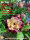 Adenium obesum-Hybr.  Minh Khang 946