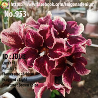 Adenium obesum-Hybr.  Jolie 953