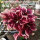 Adenium obesum-Hybr.  Jolie 953