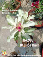 Adenium obesum-Hybr.  Hoa Bach 983