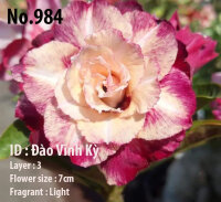 Adenium obesum-Hybr.  Dao Vinh Ky984