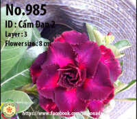 Adenium obesum-Hybr.  Cam Dan2 985