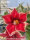Adenium obesum-Hybr.  Enpi 2 986