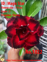 Adenium obesum-Hybr.  Magic Star 1022