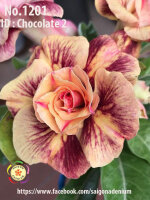 Adenium obesum-Hybr.  Chocolate 2 1201