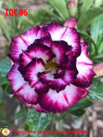 Adenium obesum-Hybr.  White Black Violett TQC06