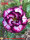 Adenium obesum-Hybr.  White Black Violett TQC06
