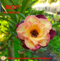 Adenium obesum-Hybr.  Purple Lady TQC07