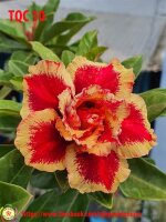Adenium obesum-Hybr.  FoxTQC10