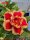 Adenium obesum-Hybr.  FoxTQC10
