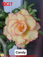 Adenium obesum-Hybr.  Candyshop TQC27