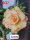 Adenium obesum-Hybr.  Candyshop TQC27