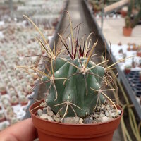 Sclerocactus uncinatus, El Nunez
