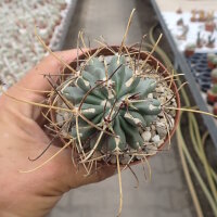 Sclerocactus uncinatus, El Nunez