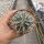Sclerocactus uncinatus, El Nunez
