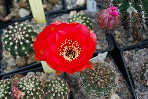 Echinopsis-Hybr. Rosalie