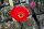 Echinopsis-Hybr. Rosalie