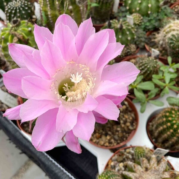 Echinopsis-Hybr. Gossamer