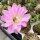 Echinopsis-Hybr. Gossamer