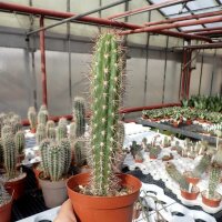 Eulychnia castanea PHA 3016