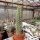 Eulychnia castanea PHA 3016