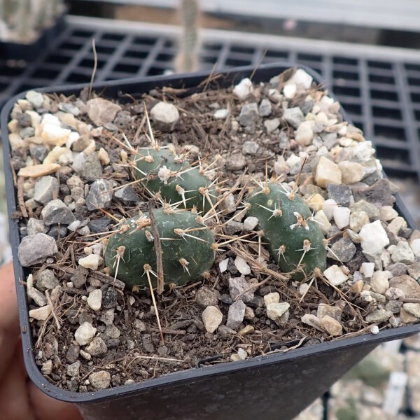 Opuntia fragilis Cache Creek, BC, Kanada (dw)
