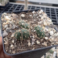 Opuntia fragilis Cache Creek, BC, Kanada (dw)