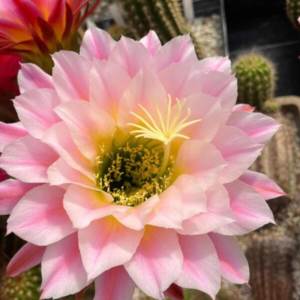 Trichocereus-Hybr. First Light