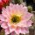 Trichocereus-Hybr. First Light