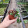 Hoya krohniana cv. black