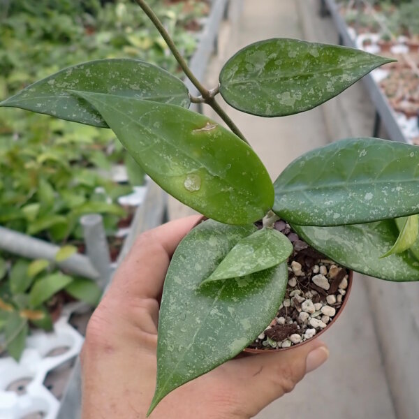 Hoya sp. MA 20 Anjuk, Ladang, Malaysia