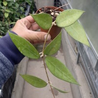 Hoya sp. MA 20 Anjuk, Ladang, Malaysia