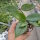 Hoya sp. MA 20 Anjuk, Ladang, Malaysia