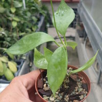 Hoya elliptica cv. Big Leaves