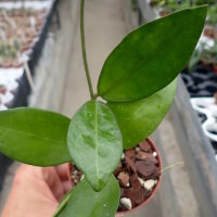 Hoya elliptica cv. Big Leaves