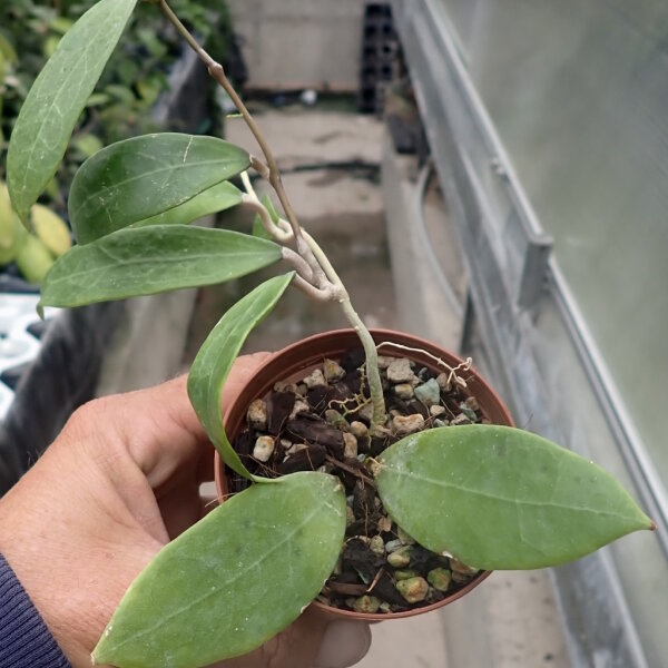 Hoya persicina ssp. rosae