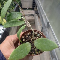 Hoya persicina ssp. rosae