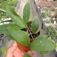 Hoya persicina ssp. rosae
