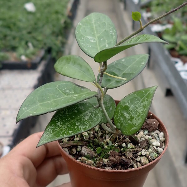 Hoya parasitica cv. Black Edge
