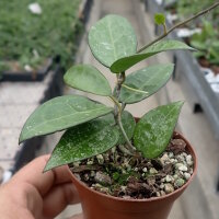 Hoya parasitica cv. Black Edge