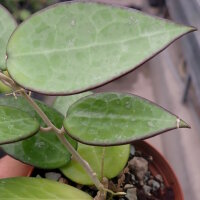 Hoya parasitica cv. Black Edge